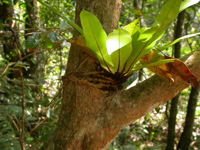 fieldtrip_sanctuary_fern_in_tree